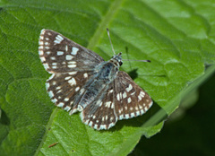 Muschampia tessellum