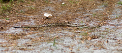 Crotalus adamanteus