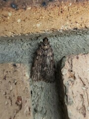 Mimaglossa nauplialis