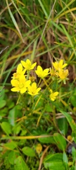 Saxifraga hirculus