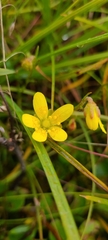 Saxifraga hirculus