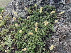 Petrophytum hendersonii