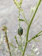 Chlorochroa persimilis
