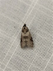 Lepidoscia heliochares