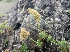 Petrophytum hendersonii