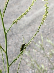 Chlorochroa persimilis