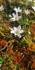 Tristagma bivalve
