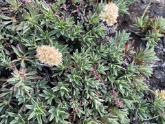 Petrophytum hendersonii