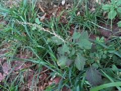 Amaranthus retroflexus