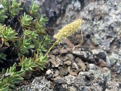 Petrophytum hendersonii