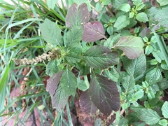 Amaranthus retroflexus
