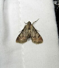 Epipaschia superatalis