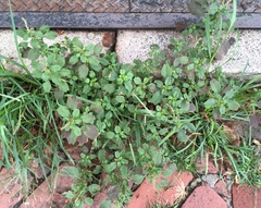Amaranthus retroflexus