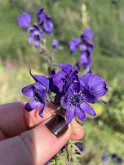 Aconitum delphiniifolium