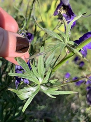 Aconitum delphiniifolium