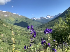 Aconitum delphiniifolium