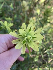 Castilleja unalaschcensis