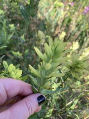 Castilleja unalaschcensis