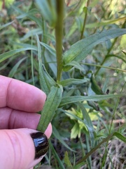 Castilleja unalaschcensis