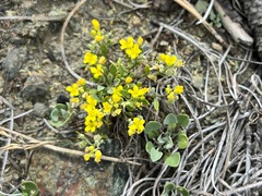 Physaria occidentalis