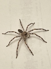 Heteropoda venatoria