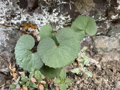 Viola flettii