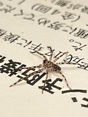 Heteropoda venatoria