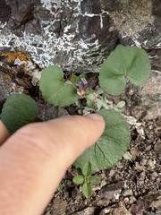 Viola flettii