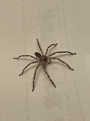 Heteropoda venatoria