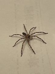 Heteropoda venatoria