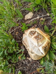 Amanita muscaria flavivolvata