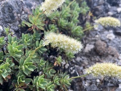 Petrophytum hendersonii