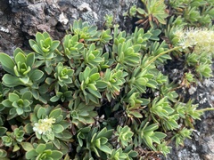 Petrophytum hendersonii