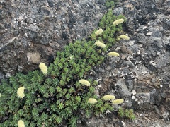 Petrophytum hendersonii