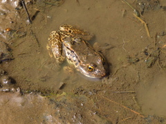 Rana luteiventris