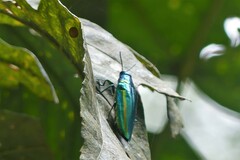 Chrysochroa rajah thailandica