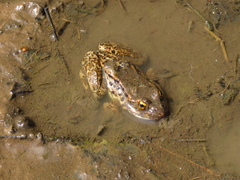 Rana luteiventris