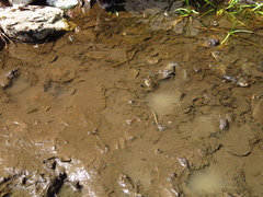 Rana luteiventris