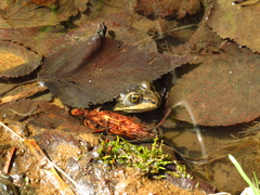 Rana luteiventris