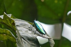 Chrysochroa rajah thailandica