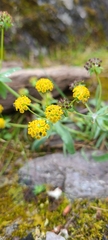 Bupleurum americanum