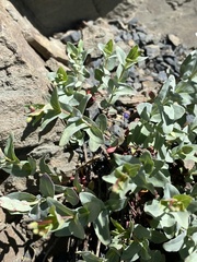 Epilobium glaberrimum