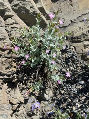 Epilobium glaberrimum