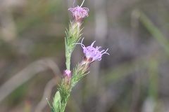 Liatris tenuis