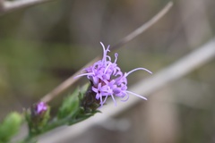 Liatris tenuis
