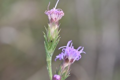Liatris tenuis