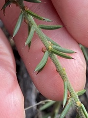 Acacia retrorsa