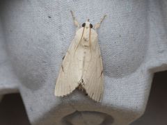 Litoprosopus coachella