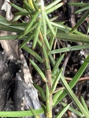 Acacia retrorsa