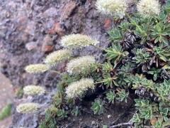 Petrophytum hendersonii